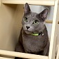 Сота для настенного игрового комплекса для кошек с маленьким круглым окошком, бежевый