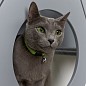 Сота для настенного игрового комплекса для кошек с большим круглым окошком, серый