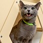 Сота для настенного игрового комплекса для кошек с шестигранным окошком, бежевый
